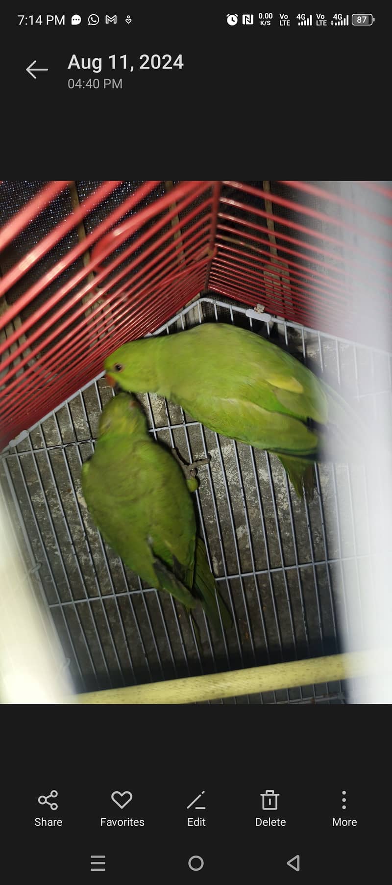 Pair green parrots for sale 3