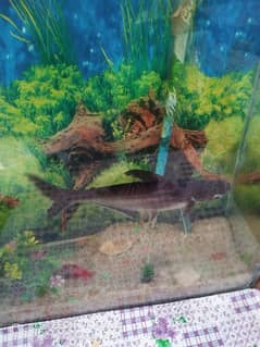 Aquarium For Sale with all Accessories