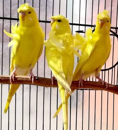 Hogoromo dubble flower pairs