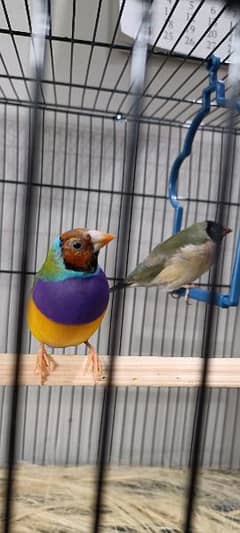 lady gouldian, albino red eyes and lutino opaline