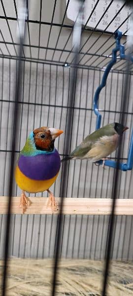 lady gouldian and love birds 0