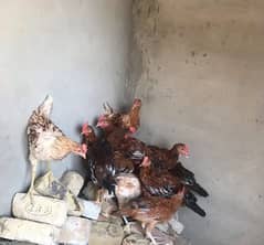 lohmann brown hens for sale