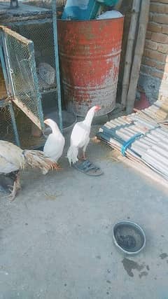 aseel murgy or love birds