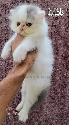 Persian peke face kitten