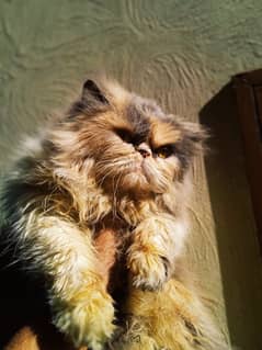 Persian Peke Breeder Female Cat