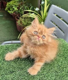 Ginger punch face kitten