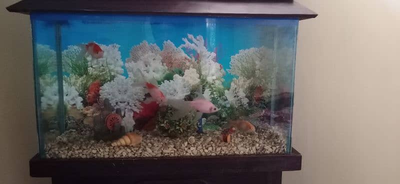 Aquarium and 4 Fish 5