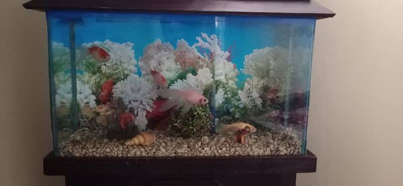 Aquarium and 4 Fish 6