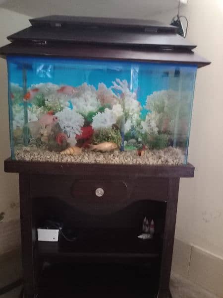 Aquarium and 4 Fish 9