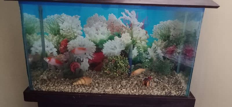 Aquarium and 4 Fish 11