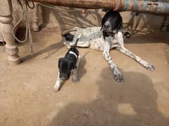 pure English pointer puppy