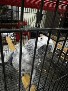 African grey parrot with large cage and 2 more cages for free