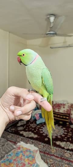 Ringneck Hand Tame and Face to face talking Parrot