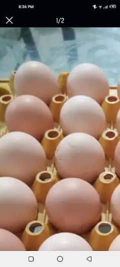 Aseel murgha or murghi for sale. Desi eggs also available for sale