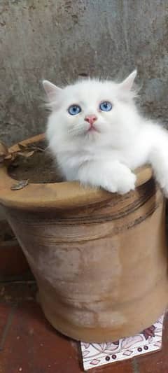 persian male kittens for sale