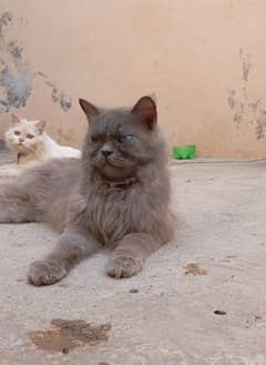 male and female cats for sale