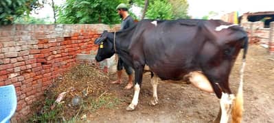 frisien cow(Pregnant)