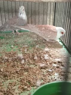 red pied female and ceniman pied male