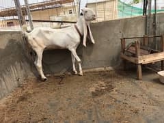 gulabi bakri /goat call on 03322699840 for more detail