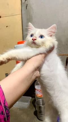 Blue eyes kitten Available