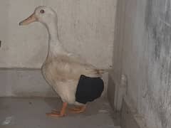 Pair of white ducks