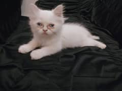 White female kitten for sale