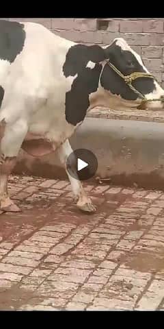 Cow