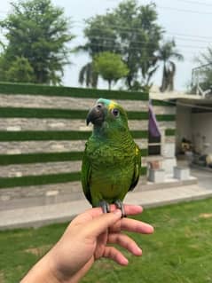 blue fronted Amazon