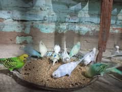 BUDGIES