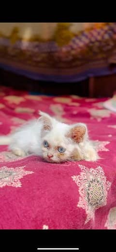 Persian triple coat blue eyes kitten