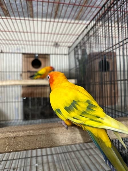 Pied Sunconure Breeder Pair With history | 03322655906 1