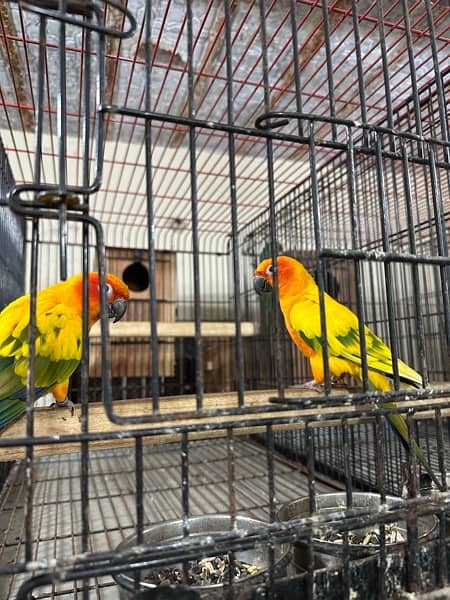 Pied Sunconure Breeder Pair With history | 03322655906 2