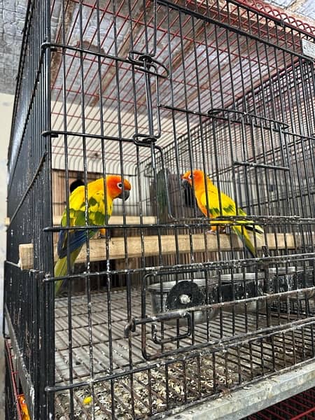 Pied Sunconure Breeder Pair With history | 03322655906 3