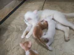 Persian female cat and three child kitten for sale