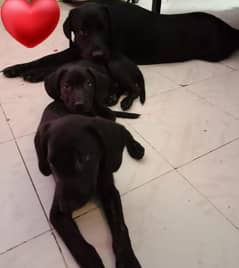 3 Labrador Male for Sale