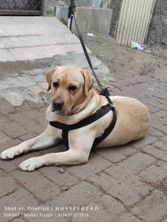 Lab /Labra / Labrador / Labrador / Dog / Padigree / lab male