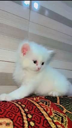 Persian cat