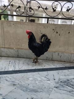 Australorp