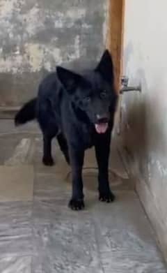 black German shepherd breeder pair