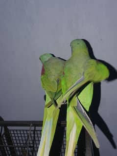 raw parrot breeding pair