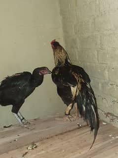 aseel breeding pair