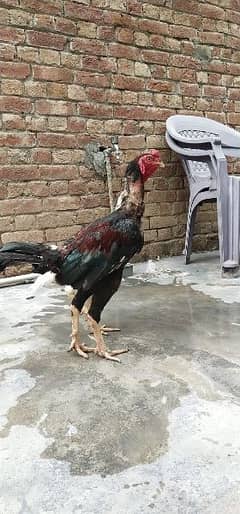 aseel setup pair with chicks pure old blood line home breed for sale