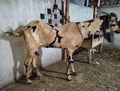 dood wali bakri goat for sale