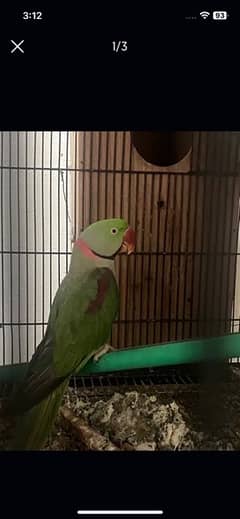 breeding pair raw parrot raah parrot raw parrot