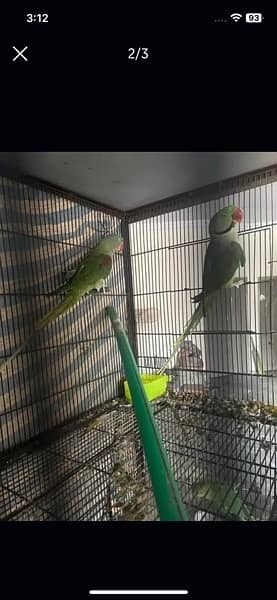 breeding pair raw parrot raah parrot raw parrot 2