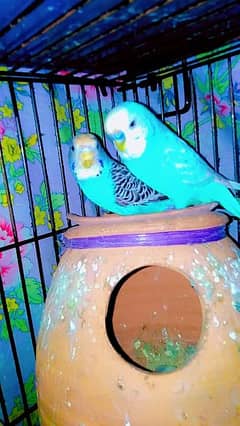 Australian parrots breeder pair