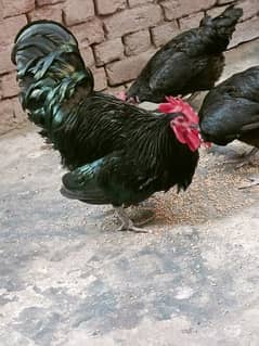 australorp heritage pair