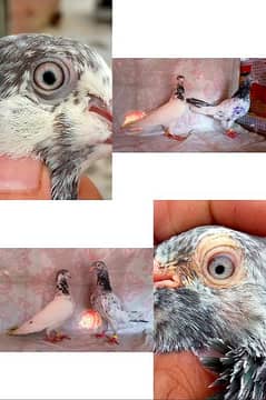 Pigeons | Tedi | Fancy Breed |breder pairs and chicks