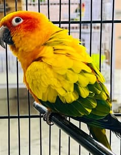 sun conure pair