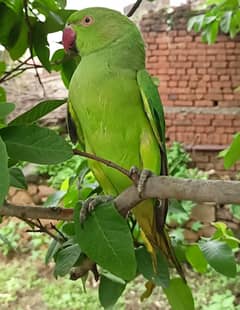 Raw parrot male baby age 3 months